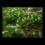 Snowdrops Print