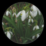 Snowdrops Sticker