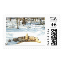 snowed n' postage