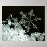 Snowflake 2009 Blizzard Print