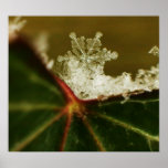 Snowflake 2009 Blizzard Print