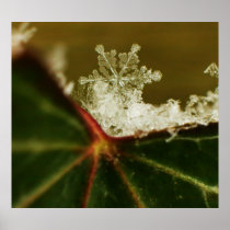 Snowflake 2009 Blizzard Print