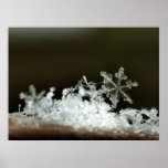 Snowflake 2009 Blizzard Print