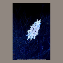 snowflake in blue 6 posters