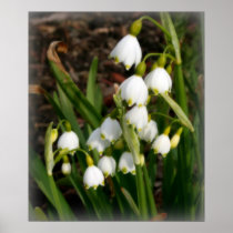 Snowflakes (Leucojum Aestivum) Posters