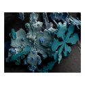 Snowflakes posters