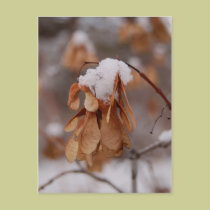 Snowing in the park postcards