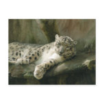 SnowLeopardBCR004 Post Card