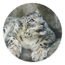 SnowLeopardBCR006 stickers by BCRcats SnowLeopardBCR006 stickers