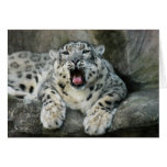 SnowLeopardBCR007 Cards