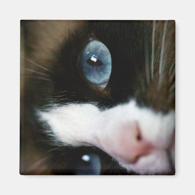 Snowshoe Blue Eyes Magnets