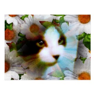 snowshoe canvass kitty surrounded by daisies postcard