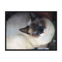 Snowshoe Cat postcard