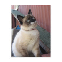 Snowshoe Cat - postcard
