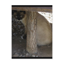 Snowshoe Cat postcard