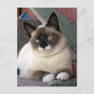 Snowshoe Cat - postcard postcard