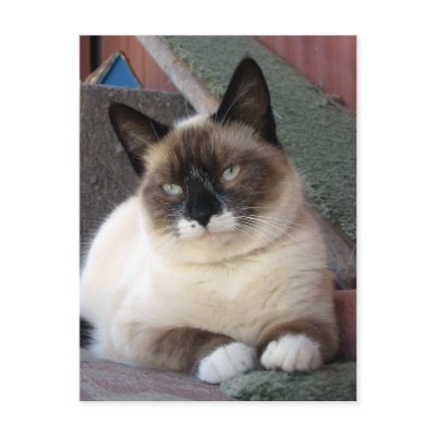 Snowshoe Cat - postcard by Angie529