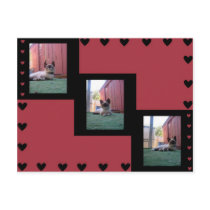 Snowshoe Cat postcard