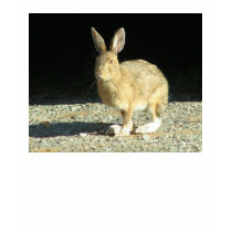 Snowshoe Hare T-Shirt