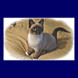 Snowshoe Kitten Gifts stickers