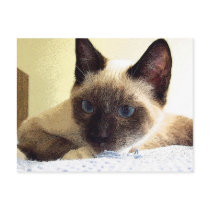 "Snowshoe Kitten Laying (Color)" postcard by Angie529 "Snowshoe Kitten Laying (Color)" postcard