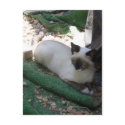 Snowshoe Kitten - postcard