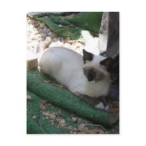 Snowshoe Kitten - postcard by Angie529 Snowshoe Kitten - postcard