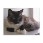 Snowshoe postcards