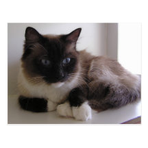 Snowshoe Postcard
