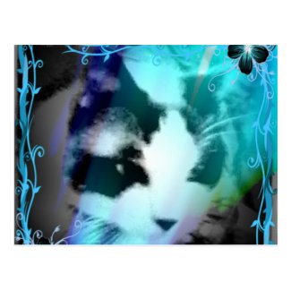 snowshoe raccoon markings like kitty postcard
