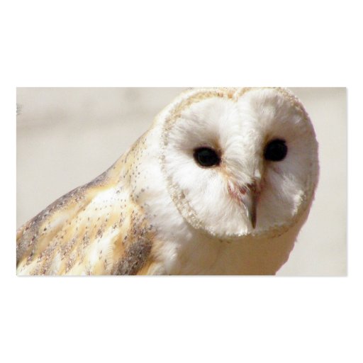 Snowy Barn Owl  Business Cards (back side)