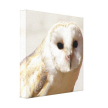 Snowy Barn Owl  Canvas Print
