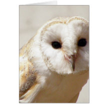 Snowy Barn Owl  Greeting Card