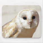 Snowy Barn Owl  Mouse Pad