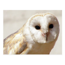 Snowy Barn Owl  Postcard