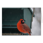 Snowy Bird cards