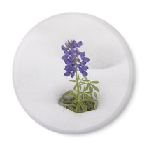 Snowy Bluebonnet - magnet by Horseshoes3 Snowy Bluebonnet - magnet
