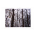 Snowy Connecticut Forest posters