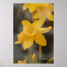 Snowy Daffodil Posters
