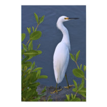 Snowy Egret at Marsh Print