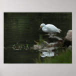 Snowy Egret at Water's Edge Poster