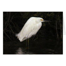 Snowy Egret cards