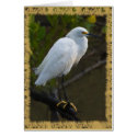 Snowy Egret Card