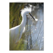Snowy Egret cards by moxieann Snowy Egret cards