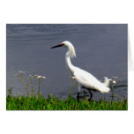 Snowy Egret