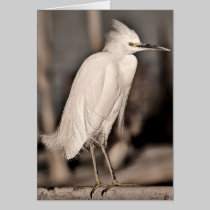 Snowy Egret cards