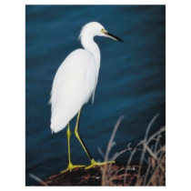 Snowy egret personalized flyer