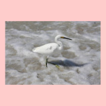 Snowy Egret in the Surf Canvas Print posters