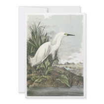 Snowy Egret, John Audubon Custom Invitations