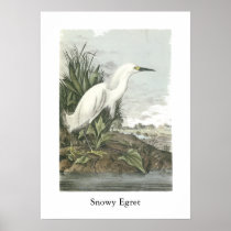 Snowy Egret, John Audubon Poster